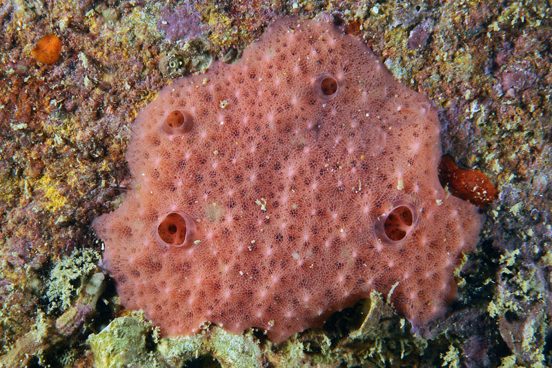 Aplysilla rosea